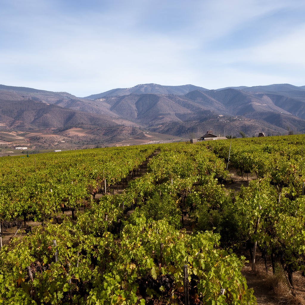 AI-generated illustration of Choapa Valley wine region