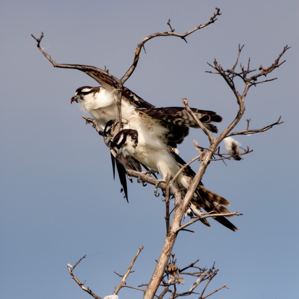 AI-generated illustration of Pandionidae