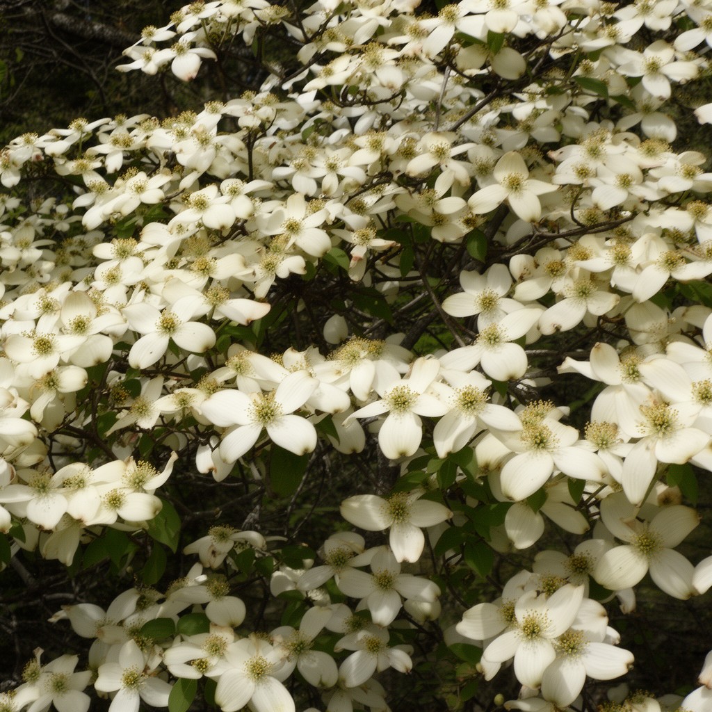 AI-generated illustration of Pacific dogwood