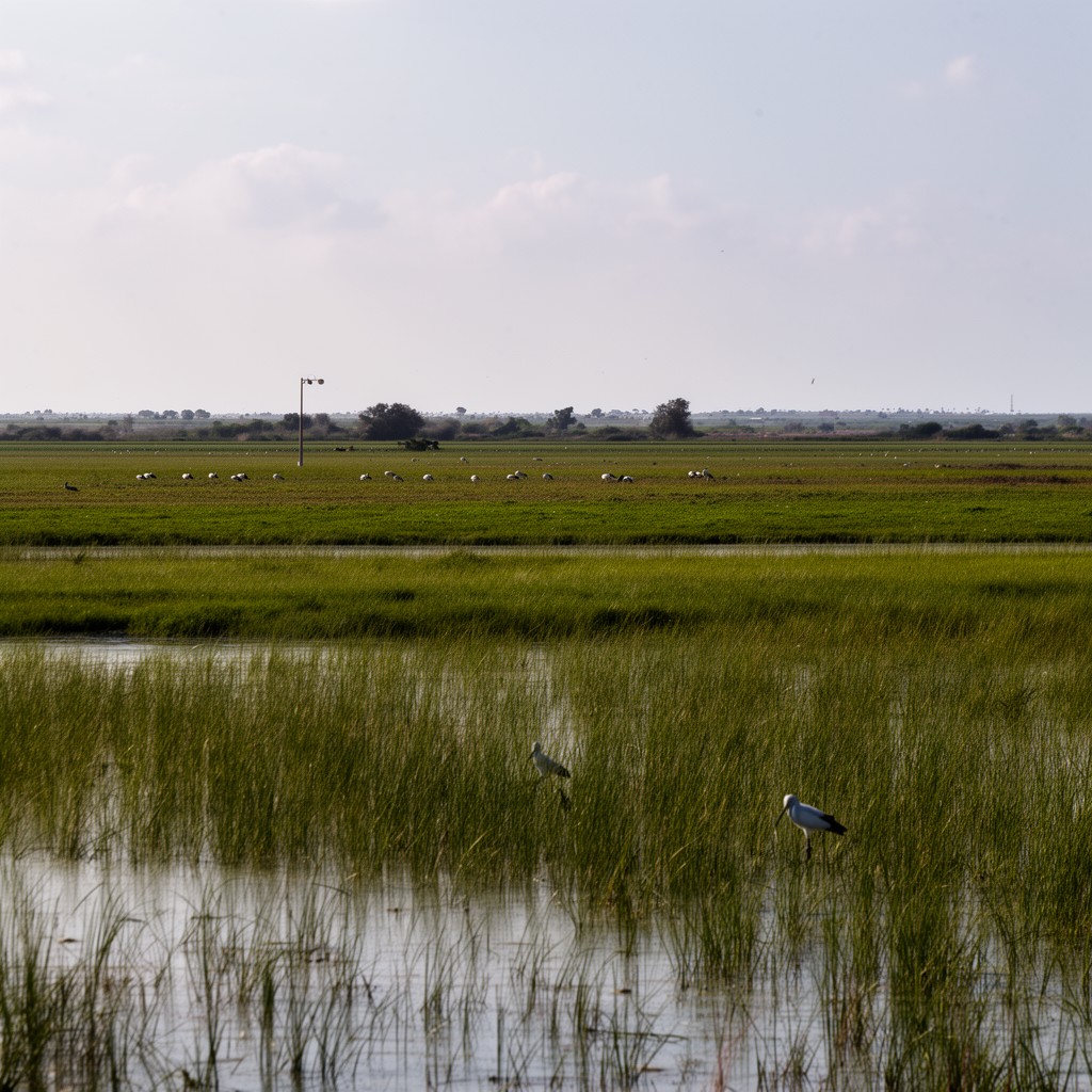 AI-generated illustration of Ebro Delta