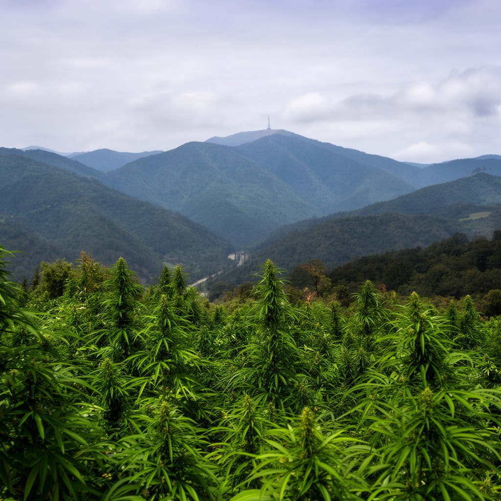 AI-generated illustration of Emerald Triangle